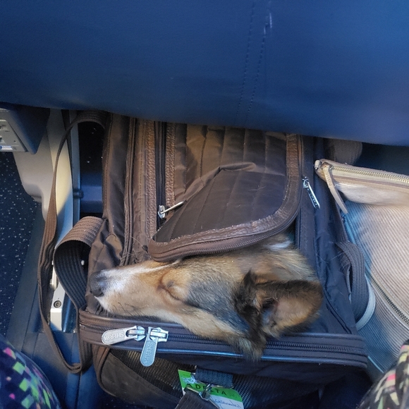 Sherpa Original Deluxe Travel Bag Pet Carrier- Medium - Picture 13 of 13